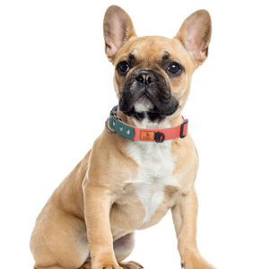 Lujosos collares de PVC para mascotas, nuevo diseño de fábrica, collares para perros ajustables y a prueba de agua en colores surtidos - Product Image 3