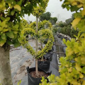 HOKBG-Sac de culture en plein air pour le jardin, gros, extérieur, 45, 50, 60, 200 gallons, PP tissé, plantes noires - Product Image 4