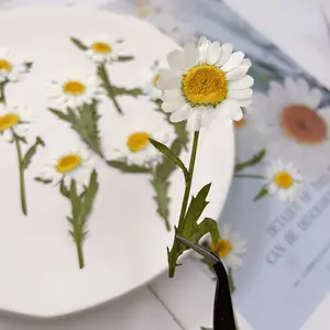 Neu natürliche Gänseblümchen mit Zweigen getrocknete gepresste Blumen DIY gemischte trockene Blume getrocknete gepresste Blume für Telefon Fall Harz