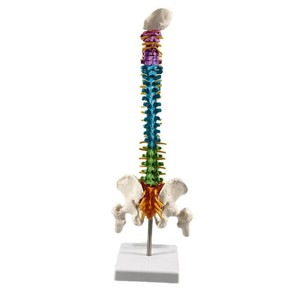 Modelo de Esqueleto Humano de 85 cm con Articulación de Rodilla, Cráneo de 45 cm y Columna Vertebral Mediana Tipo A para Entrenamiento, PVC MAXCARE MAC-YJ79 - Product Image 1