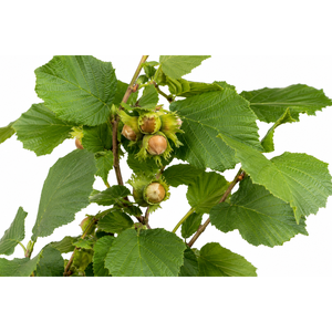 Olio di Noci di Avellana Raffinato per Uso Cosmetico e Alimentare 1000 L Spagna Zenat International Group - Product Image 2