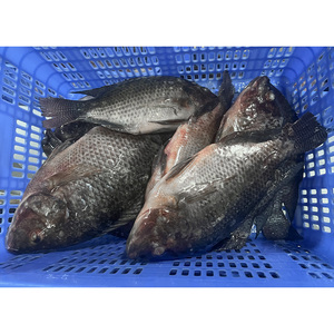 <span class=keywords><strong>ปลา</strong></span>ทิลาเปียแช่แข็งขายส่ง 200-300 กรัม 300-500 กรัม แบบ BQF บล็อก <span class=keywords><strong>ปลา</strong></span>ทิลาเปียสดแช่แข็งจากจีน - Product Image 5