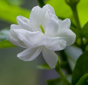 Ventes mondiales Poudre d'extrait de jasmin frais Jasmine <span class=keywords><strong>Molly</strong></span> Poudre - Product Image 2