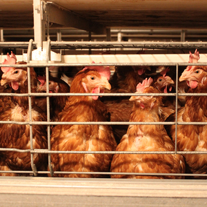 Sistema Automatico di Gabbie per Pollame Tipo A, Nuova Condizione, per Galline Ovaiole e Conigli con Nastro Trasportatore per Letame - Product Image 4