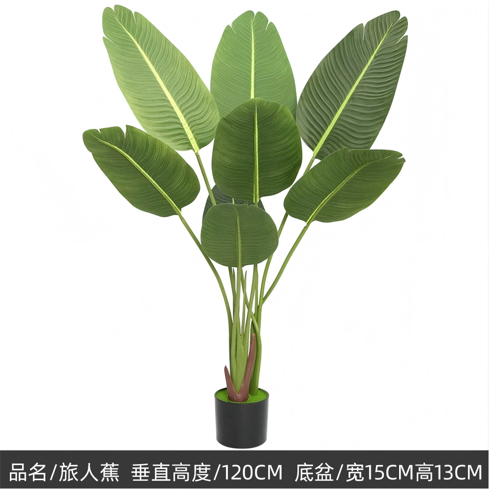 Plantes vertes 5