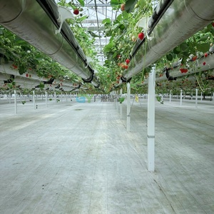 Serre commerciale anti-vent et résistante au gel, <span class=keywords><strong>prix</strong></span> usine, fabrication chinoise pour l'horticulture néo-zélandaise - Product Image 3