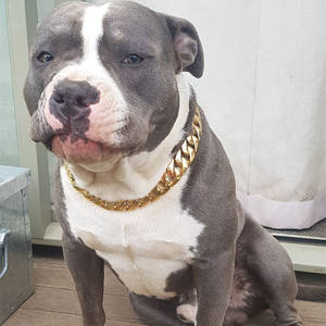 <span class=keywords><strong>Collar</strong></span> de metal para perro, cadena de metal de acero inoxidable de 32mm, moda al por mayor - Product Image 6