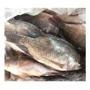Frozen Tilapia Fish Farmed With Gutted Scaled Processing Way