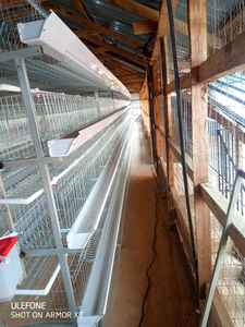 Cages à poulet de couche de type h à 4 niveaux pour volaille avec bac à fumier - Product Image 5