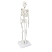XX-A106 modèle anatomique de squelette de mode d'os de PVC de 45 cm pour l'éducation de science médicale dans les écoles