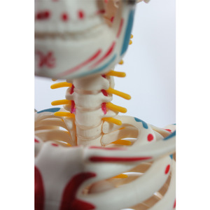 Modèle de squelette humain de 85 cm avec zones d'origine et d'insertion des muscles, disques intervertébraux, nerfs et squelette - Product Image 1