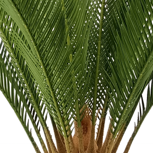 Planta de decoración del hogar directamente de fábrica, Sago <span class=keywords><strong>cycas</strong></span> artificiales para decoración de interiores - Product Image 3