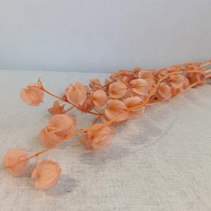 <span class=keywords><strong>Fiori</strong></span> di <span class=keywords><strong>campana</strong></span> conservati naturali reali variopinti all'ingrosso della <span class=keywords><strong>campana</strong></span> della frutta della <span class=keywords><strong>campana</strong></span> per la disposizione floreale - Product Image 5