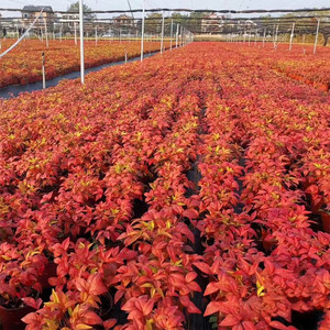 Bonsái Flame Nandina Ruby Lemon, Planta Perenne <span class=keywords><strong>Resistente</strong></span> al Frío para Interiores/Exteriores, <span class=keywords><strong>Resistente</strong></span> al Calor, con Hojas Rojas, para Decoración - Product Image 3
