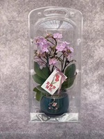 Pot de fleur en plastique à faible quantité minimale de commande semis plantes vivantes bonsaï à clapet emballage sous blister ou boîte de transport