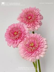 Ingrosso Gerbera rosa Foster <span class=keywords><strong>fiori</strong></span> <span class=keywords><strong>rari</strong></span> pizzo bolle di nicchia varietà catena del freddo capelli lisci Yunnan seta cinese nuovo anno nuovo - Product Image 3