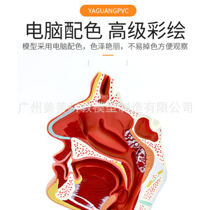Modelo anatómico patológico de la cavidad nasal; modelo de enseñanza de otorrinolaringología; cavidad nasal; nariz; modelo de estructura oral-nasal - Product Image 3