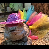 Ensemble de vêtements pour petits animaux : chapeau réglable, nœud, jupe tutu, tenues pour lézards, cochons d'Inde, lapins, furets, dragons barbus, costume de sorcière