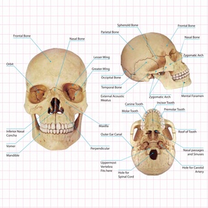 4D Thạc Sĩ Giáo Dục Nhựa/PVC Con Người Phát Nổ Sọ Giải Phẫu Bộ Xương Thân Sinh Học Y Tế Hình Khoa Học Tự Nhiên Dạy Học - Product Image 3