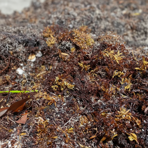 Musgo Marino/Musgo Irlandés 100% Natural, Crudo - Silvestre / Siempre Disponible en Muestras de Vietnam - Product Image 1