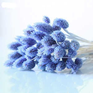 Fleurs séchées biologiques en gros Summer <span class=keywords><strong>Flora</strong></span> pour la décoration intérieure, fleurs de Jewelweed pour la décoration de la maison - Product Image 3