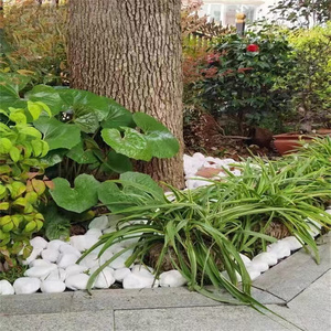 Bellissime <span class=keywords><strong>Pietre</strong></span> Decorative Bianche per Copertura del Terreno, Soppressione delle Erbacce ed Estetica dei Aiuole nei <span class=keywords><strong>Giardini</strong></span>, Ciottoli Bianchi Effetto Neve - Product Image 2