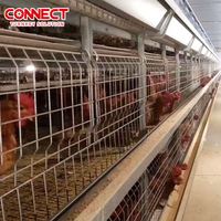 Système de cages à poulets de chair de type H pour 50 000 poussins, équipement d'élevage avicole automatique à batterie, pour poulets de chair et poussins
