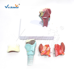 Modelo Anatómico Integrado <span class=keywords><strong>de</strong></span> Laringe, Lengua y Dientes, Desmontable en 5 Piezas, <span class=keywords><strong>de</strong></span> PVC, para Estomatología, Anatomía <span class=keywords><strong>de</strong></span> Otorrinolaringología, Laboratorio, con Certificaciones CE/ISO/ROHS/CNAS - Product Image 4