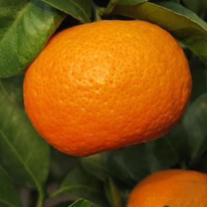 Bán Buôn Trung Quốc Cao Cấp Tươi Citrus Không Hạt Tangerine Nhỏ Ngọt Ngào Lá Tangerine Mandarin - Product Image 5