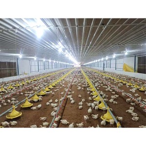 New Tự Động Gia Cầm Nhà Gà Thịt Phẳng Nâng Cao Hệ Thống Gà Trang Trại Cho Ăn Thiết Bị Động Cơ Bơm & Bền Trung Chuyển Pan - Product Image 5