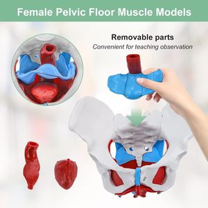Großhandel medizinisches anatomisches weibliches Becken modell mit abnehmbaren Organen für die medizinische Bildung - Product Image 6
