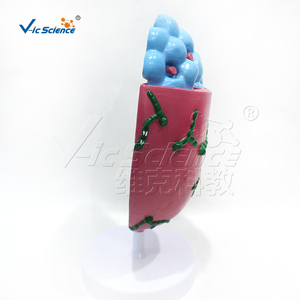 Modelo Anatómico <span class=keywords><strong>del</strong></span> Cuerpo Humano, Modelo de Anatomía Laríngea, Modelo Anatómico Humano Médico, Modelo de Ganglio Linfático Ampliado - Product Image 3
