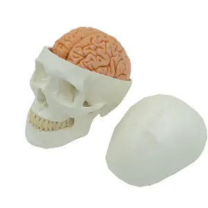 Human Skull Model, with Brain 7.87*5.91*7.87 inches (L*W*H)