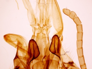 กล้องจุลทรรศน์เตรียมสไลด์ กล้องจุลทรรศน์สัตว์เตรียมสไลด์แมลง 13 ชิ้นชุดใช้ในโรงเรียนมัธยมต้น - Product Image 4