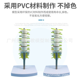 Un petit modèle de colonne vertébrale lombaire et coccyxienne composé de cinq vertèbres lombaires avec disques intervertébraux - Product Image 2