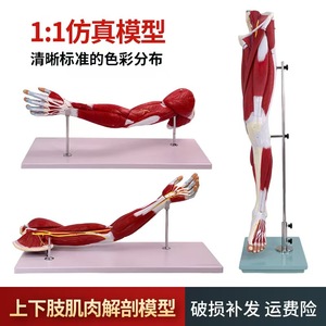 Modelo de Nervio <span class=keywords><strong>Vascular</strong></span> Principal del Membro Superior, Simulador de Anatomía de Extremidades para Ciencias Médicas, Material Didáctico para <span class=keywords><strong>Medicina</strong></span> - Product Image 3