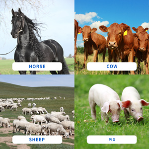 Waage für Vieh plattform für Schafe, Schweine und Kuh - Product Image 6