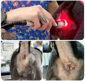 <span class=keywords><strong>Laser</strong></span> Daya Tinggi Kelas <span class=keywords><strong>IV</strong></span> <span class=keywords><strong>Laser</strong></span> Peralatan Terapi Hewan <span class=keywords><strong>Laser</strong></span> 980nm 30W 60W untuk Menghilangkan Rasa Sakit Kucing Anjing Terapi Kuda - Product Image 2