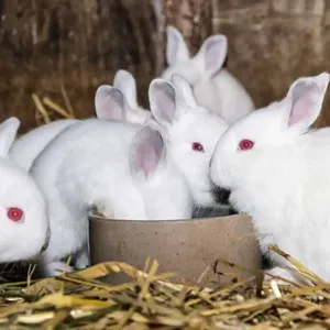 basic meat rabbits feed for farm use