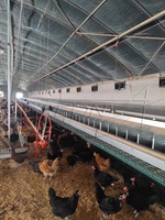 LEON MACHINERY Nid de ponte automatique à bas prix Nids à œufs de poule pour pondeuse ou éleveur Matériel d'élevage de volailles