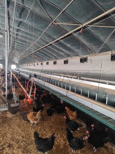 Оборудование для производства яиц - Product Image 6