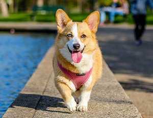 Suivi <span class=keywords><strong>en</strong></span> <span class=keywords><strong>temps</strong></span> réel Gps étanche Pigeon Tracker Bird GPS Tracker - Product Image 5