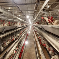 Nouvelle batterie d'élevage de poules pondeuses Yinanchun A-Type en acier galvanisé, 128 poules, 4 niveaux, 4 portes, longue durée de vie, garantie de plus de 8 ans
