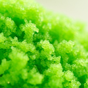 คาเปลินไข่ปลาขนาดเล็กไข่ปลาไข่บิทเทอร์เฮดสำหรับสลัดซูชิ - Product Image 6