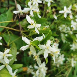 Pasokan Pabrik Bubuk Ekstrak <span class=keywords><strong>Radix</strong></span> <span class=keywords><strong>Clematidis</strong></span> Clematis Chinensis Osbeck - Product Image 3