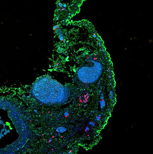 BestScope BCF295 NA0.55 Microscopie confocale <span class=keywords><strong>à</strong></span> <span class=keywords><strong>balayage</strong></span> <span class=keywords><strong>laser</strong></span> <span class=keywords><strong>à</strong></span> image tridimensionnelle - Product Image 6