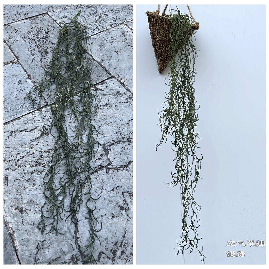 Erba aerea appesa verde chiaro (verde grigio)