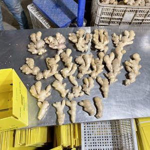 Diskon besar 2023 jahe segar Cina jahe segar - Product Image 5