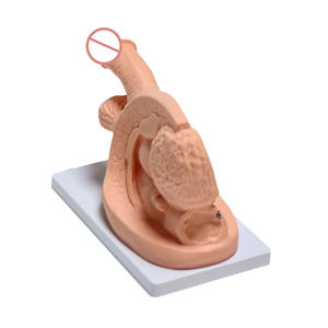 थोक पेशेवर चिकित्सा ग्रेड प्लास्टिक पुरुष प्रजनन शरीर रचना रचना यूरिनरी कैथीटेराइजेशन मॉडल नर्स अभ्यास शिक्षण - Product Image 4