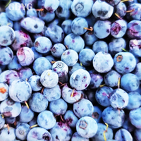 Premium kwaliteit voor gezondheidsbewuste/zoete tropische exotische fruitgroothandel, directe export, fabrieksprijs, verse diepvries bosbessen